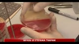 02/06/2011 - Batterio killer, la Spagna scagiona il cetriolo