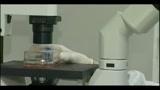 Batterio killer, i primi test scagionano i germogli di soia