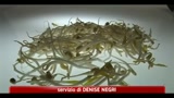 Escherichia coli, ancora ignota la fonte del batterio