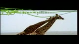 ANIMALS IN LOVE - il trailer