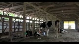 09/06/2011 - Fukushima, strage di animali dopo la catastrofe nucleare