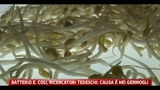 10/06/2011 - Batterio E. Coli, ricercatori tedeschi: causa è nei germogli