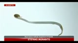E-Coli, ricercatori tedeschi: causa è nei germogli