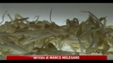 Batterio killer, Ue: fonte contagio nota, fiducia alle verdure