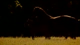 BLACK BEAUTY - il trailer
