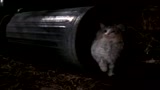 OPERAZIONE GATTO - il trailer