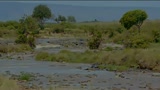 AFRICAN CATS: KINGDOM OF COURAGE - il trailer