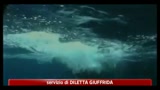 17/08/2011 - Seychelles, inglese in luna di miele divorato da uno squalo