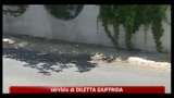 24/08/2011 - Salento, in libertà ragazza che investì e uccise turista 23enne