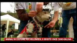 Animali in costume per Halloween, vince Cane-Gallina