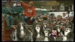 Stati Uniti, i festeggiamenti dei Cardinals