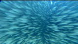 OCEANI