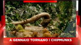 Sky Cine News: Alvin Superstar 3 si salvi chi può