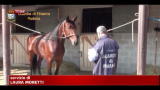 Padova, sequestrato cavallo figlio di Varenne