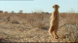 Meerkats - Le sentinelle del deserto - 3D