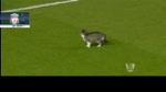 Liverpool-Tottenham, invasione di gatto
