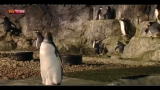 Madrid, una scarpa ortopedica per il pinguino zoppo