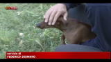 Tassa su cani e gatti, sottosegretario Polillo: una battuta