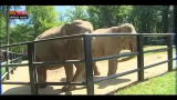 Lost & Found - Cracovia: elefante prevede risultati partite