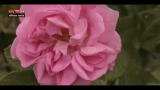 Lost & Found-Bulgaria, aumento produzione olio rose