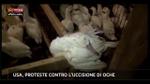 Lost & Found-USA, Proteste contro l'uccisione delle oche
