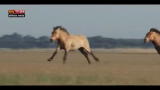 12/06/2012 - Lost & found - Ungheria: cavalli allo stato brado