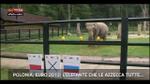 Lost & Found-Polonia, Euro 2012:elefante che indovina tutto