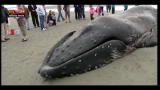 14/06/2012 - Lost & found - Canada, balena arenata