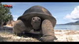 Lost & Found-Seychelles: l'isola delle tartarughe giganti