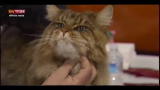 Lost & Found-Australia: eleganza felina in mostra