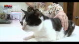 Lost & Found: Cina, agopuntura per animali