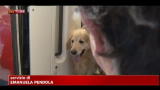 Viaggi sull'alta velocità anche ai cani di grossa taglia
