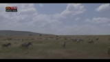 Lost & found - Migrano i mammiferi della savana africana