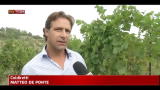 12/08/2012 - Primi giorni di vendemmia, meno produzione ma buona qualità