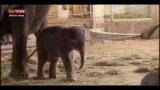 18/08/2012 - Lost & Found, Germania: "Anchai", ultimo arrivato allo zoo
