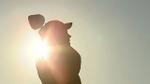 Momenti di Golf: Double Tree Acaya Open