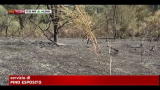 23/08/2012 - Incendi, anche oggi mezzi aerei in azione