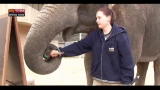 05/09/2012 - Lost & Found, Shanti: l'elefante artista dello zoo di Praga