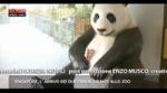 Lost & Found,Singapore:l'arrivo di 2 panda  giganti allo zoo