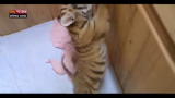 Lost & Found: Cina, dipendenti zoo adottano tigrotto