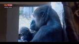 Lost & Found: Australia, cercasi gorilla maschio