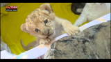 19/09/2012 - Lost & found-E' nata in Russia Kiara,figlia di leone e tigre