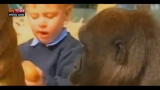 20/09/2012 - Lost & Found - GB, ecco la bimba che gioca con il gorilla