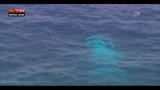 29/09/2012 - Lost & Found: Australia, la balena albina