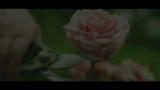 18/10/2012 - HITCHCOCK - il trailer