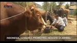 19/10/2012 - Lost&Found - Indonesia, cowgirls promotrici negozio animali