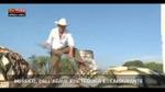 23/10/2012 - Lost & Found, Messico: dall'agave blu tequila e...carburante