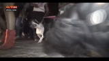 30/10/2012 - Lost&found- Messico, in festa per Halloween "bestiale"