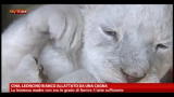 03/11/2012 - Cina, leoncino bianco allattato da una cagna