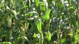 07/11/2012 - REVISION - il trailer